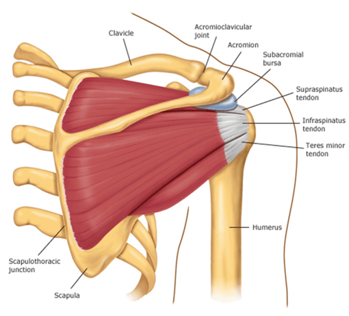 Shoulder Impingement pic